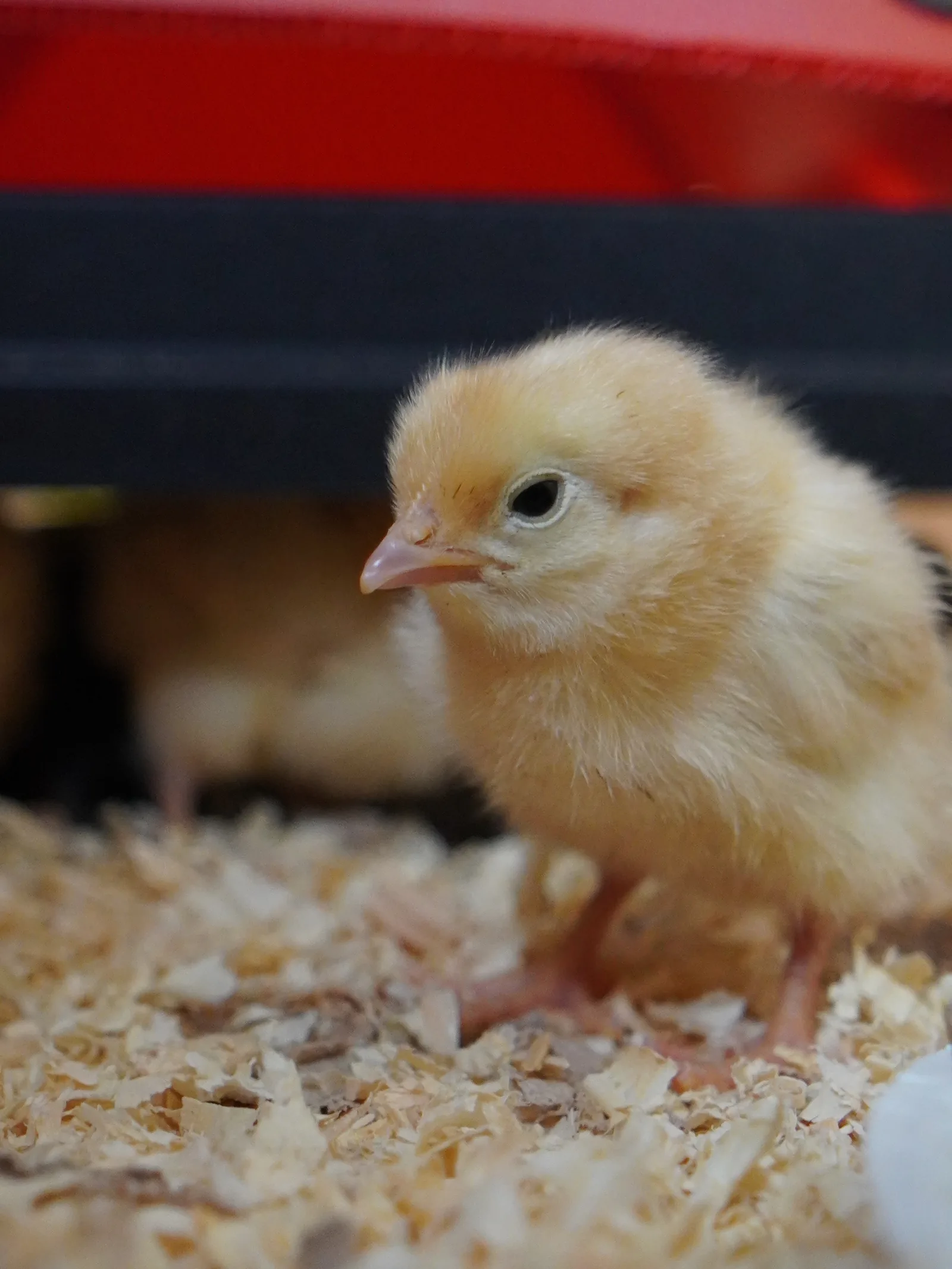 Young chicks exploring their enclosure